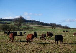 Balbirnie Home Farms Adaptive Grazing