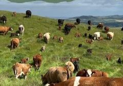 Pasture to Plate