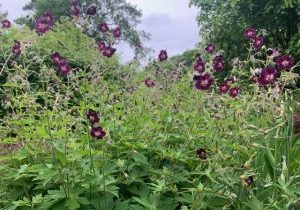 geraniums